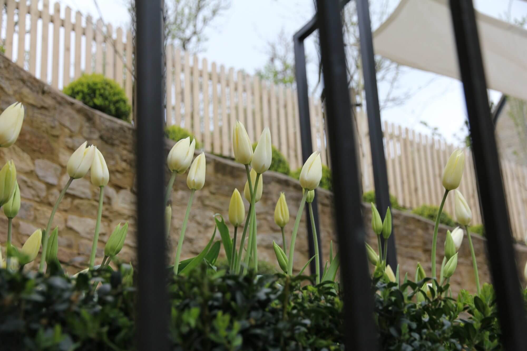 Yellow and tulips