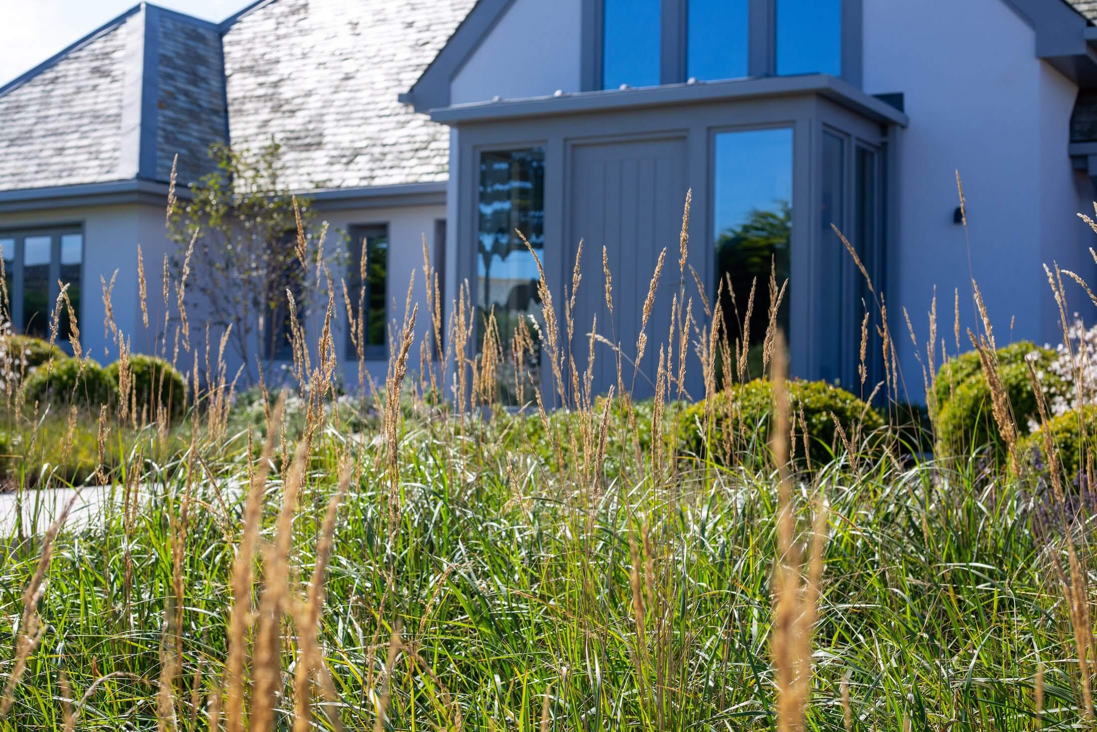 Cornwall garden in Padstow front garden with grasses and topiary balls