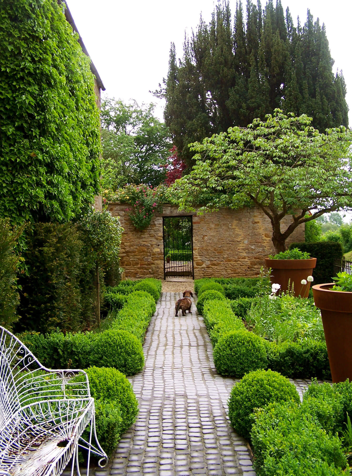 a sausage dog in a cobbled front garden with green trees and parterre planting in oxfordshire