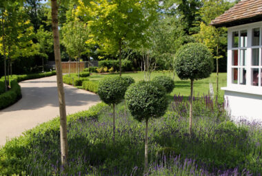 Abundance of lavender plants with lollipop taxus balls admist