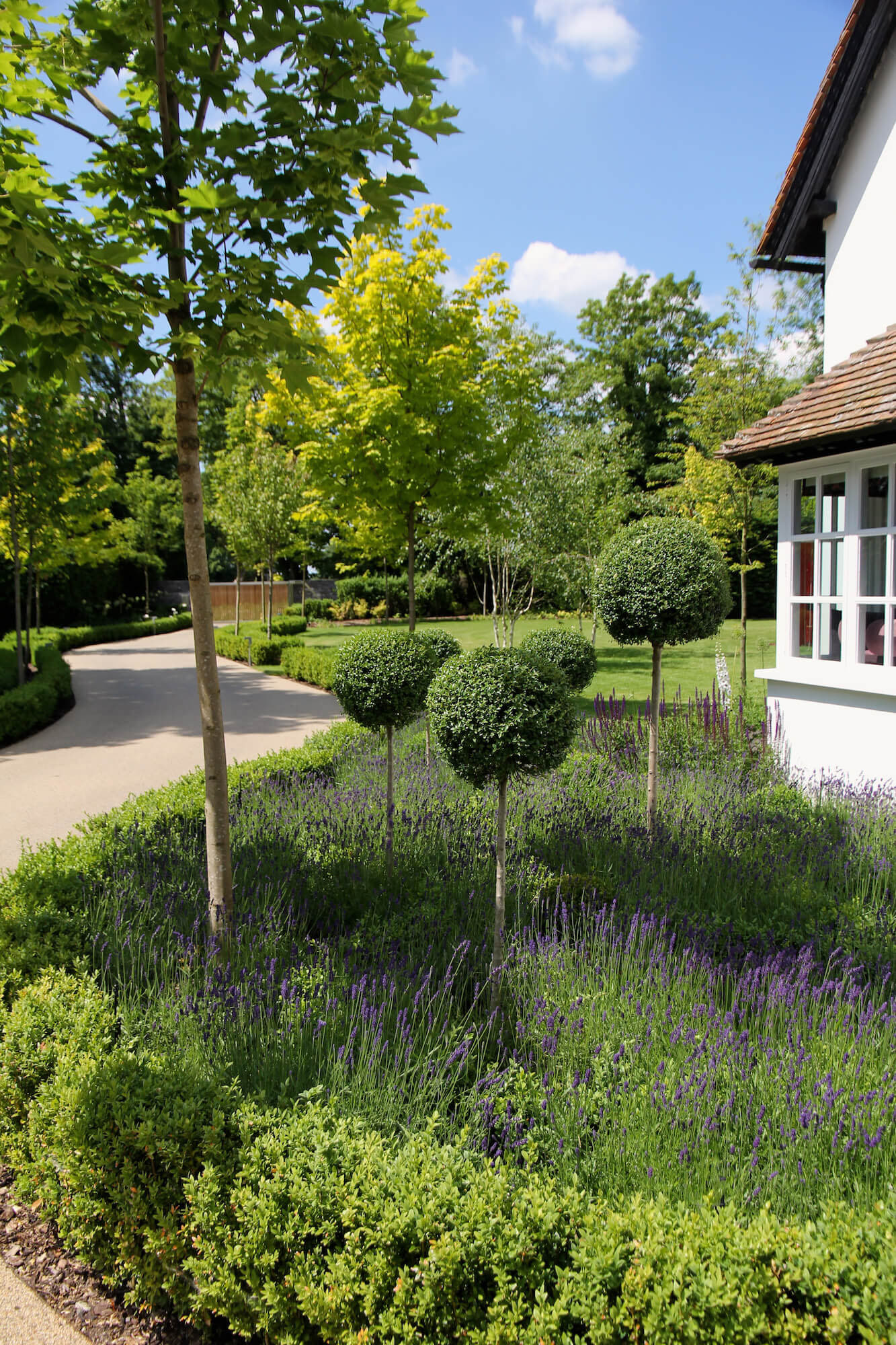 Abundance of lavender plants with lollipop taxus balls admist