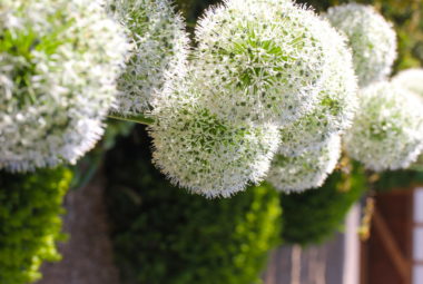 white alliums and green buxus