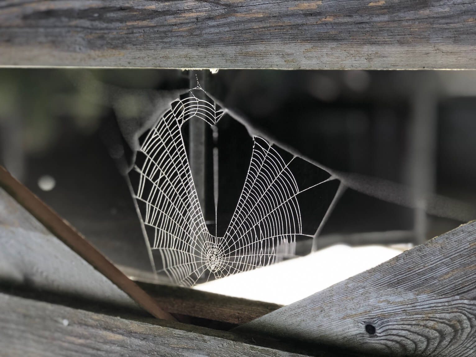 autumn spiders web spun in to heart shape dewy