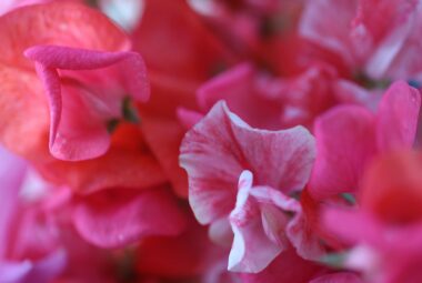 acid pink sweet peas