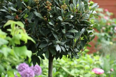 bay tree topiary in London garden