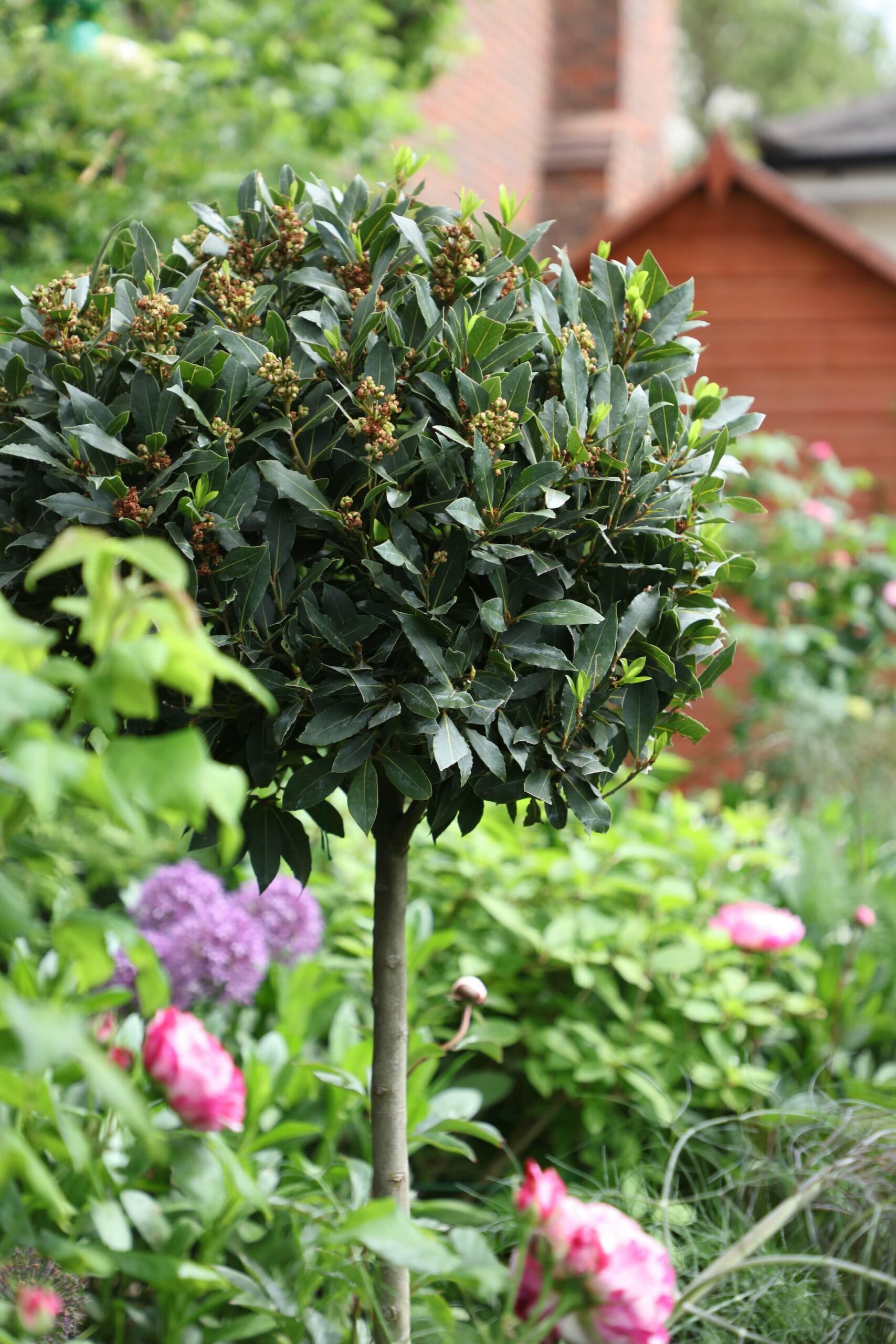 bay tree topiary in London garden