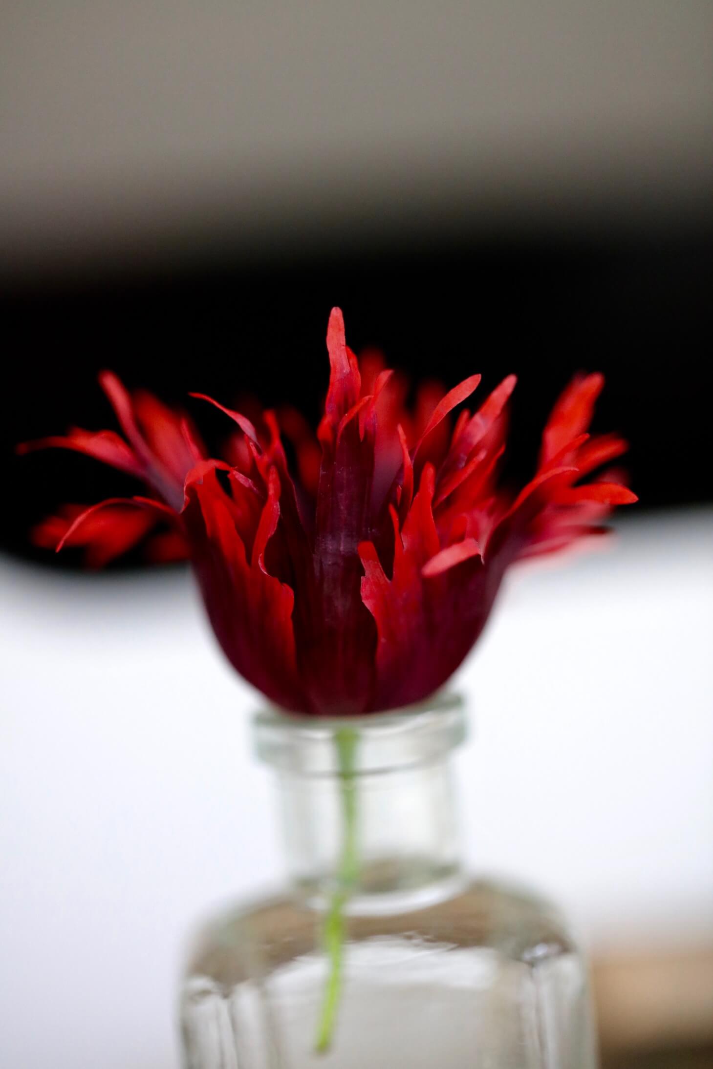 flame red tulip with fringed petals