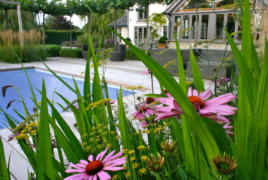 cut flower garden beside a decked swimming pool