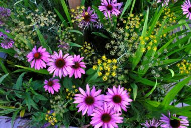 cut flowers beside a swimming pool