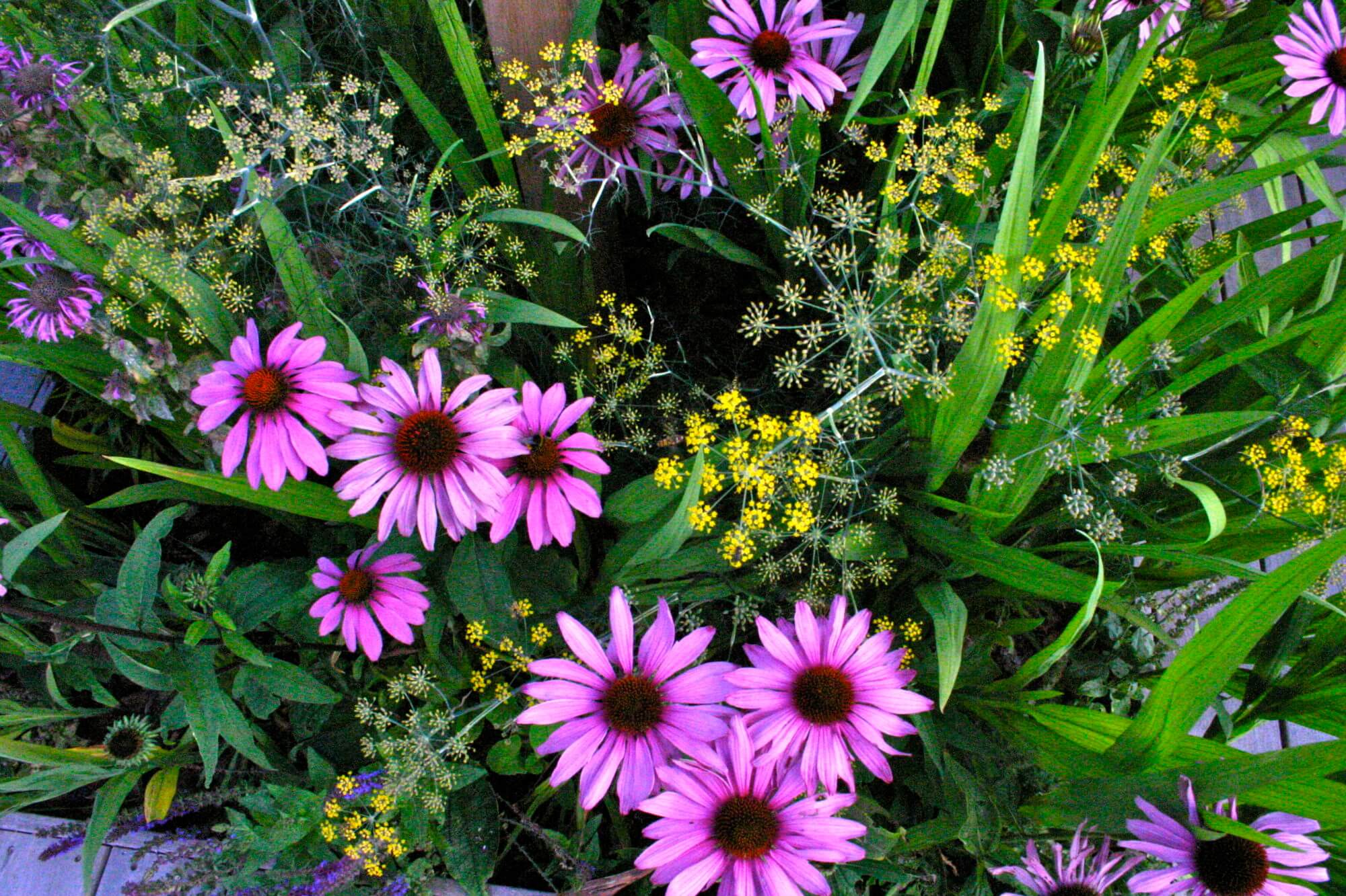 cut flowers beside a swimming pool