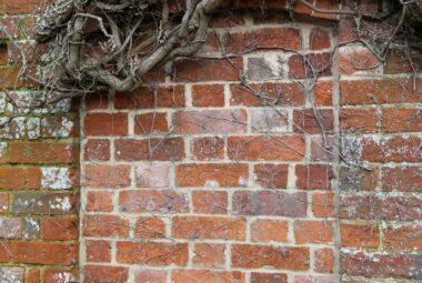 Climber growing on red brick wall in oxfordshire home
