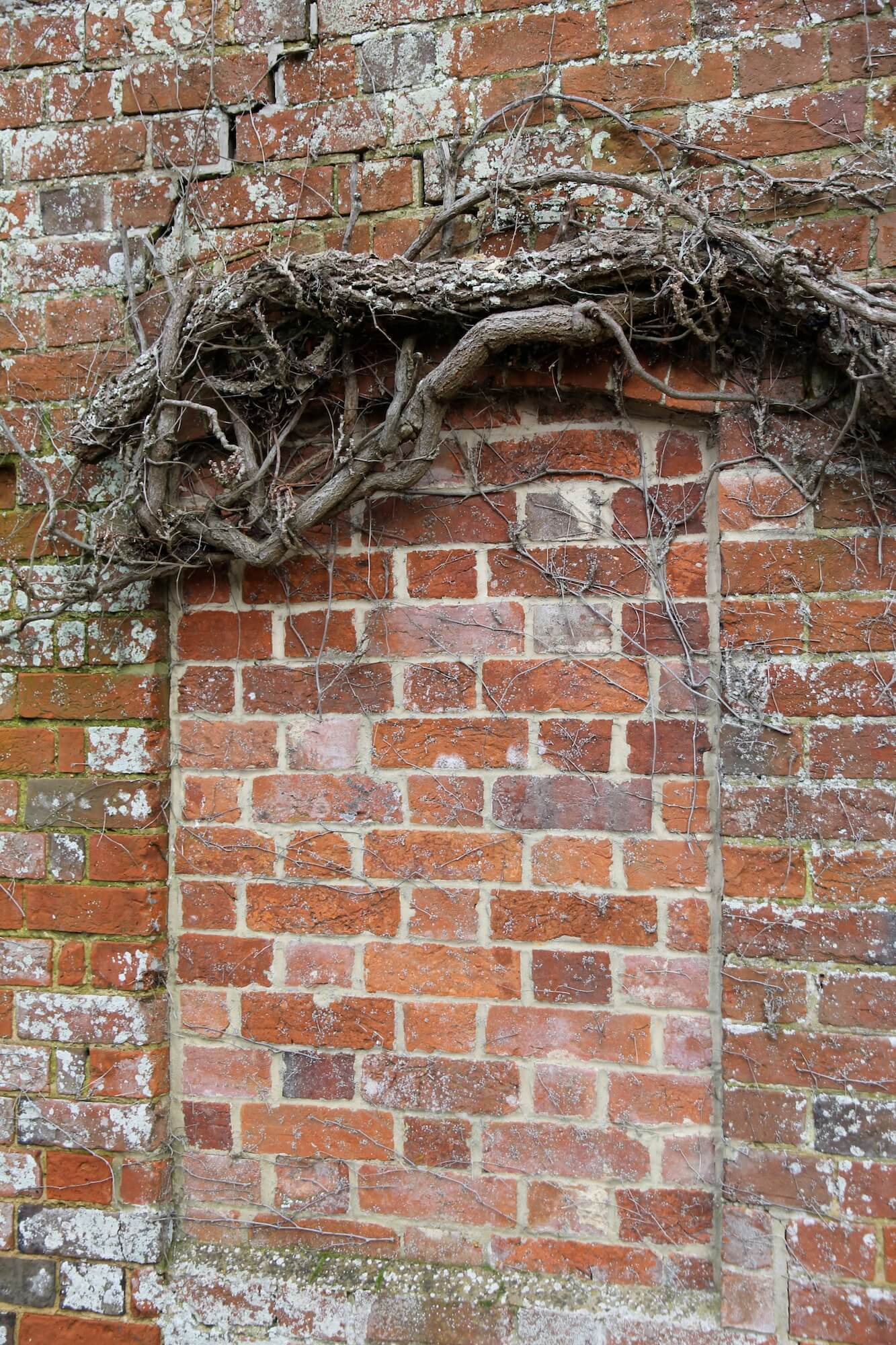 Climber growing on red brick wall in oxfordshire home