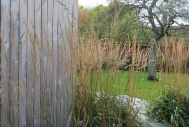 Grasses growing at the edge of wood cladded garden studio