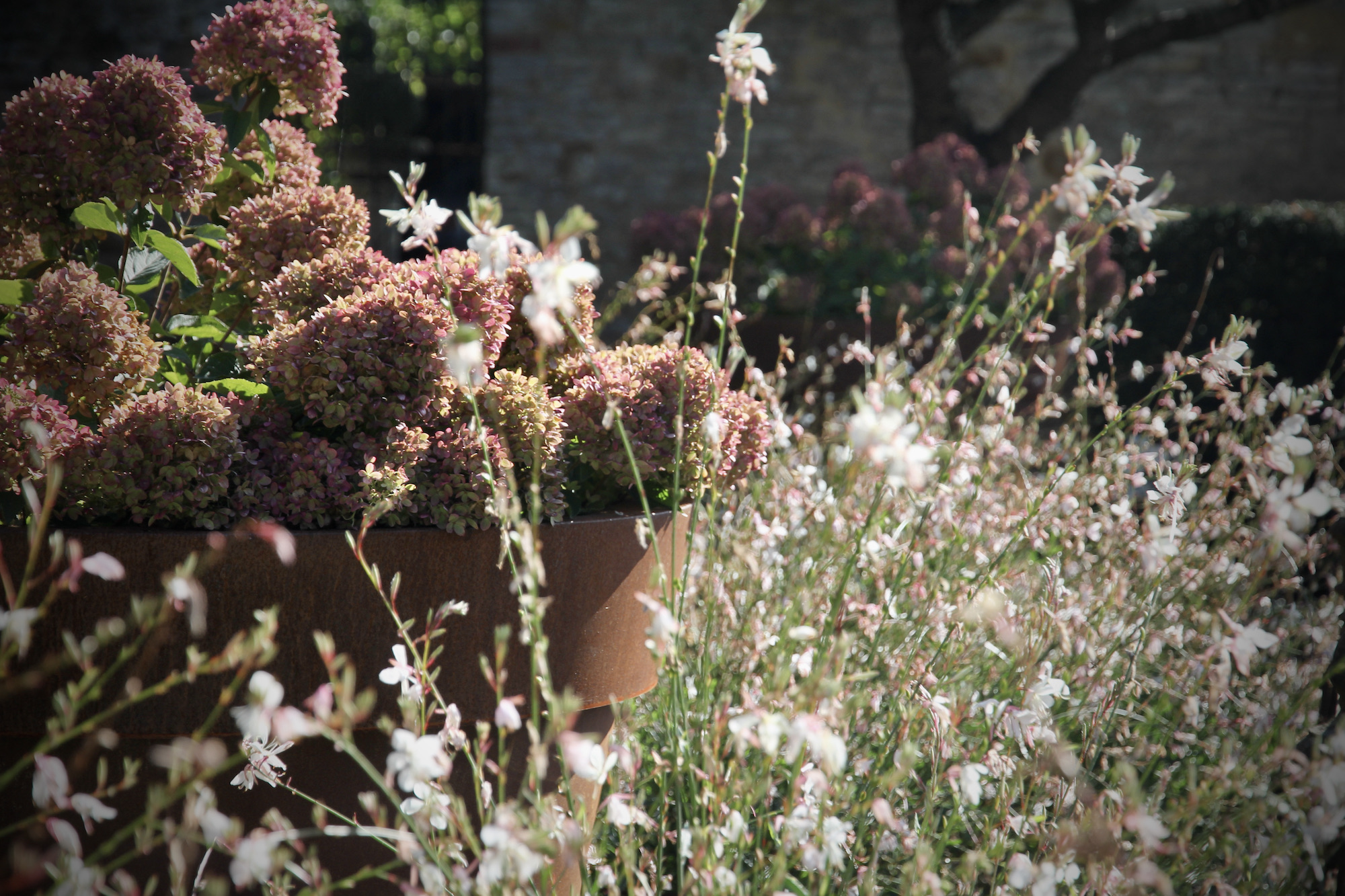 Gaura and rusty pink hydrangeas