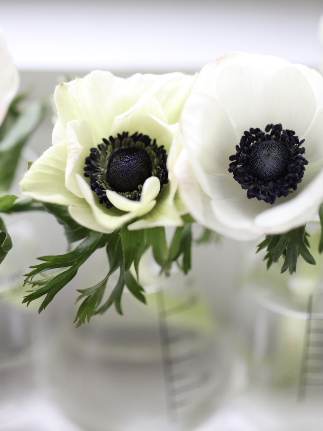 White anemones with black centres