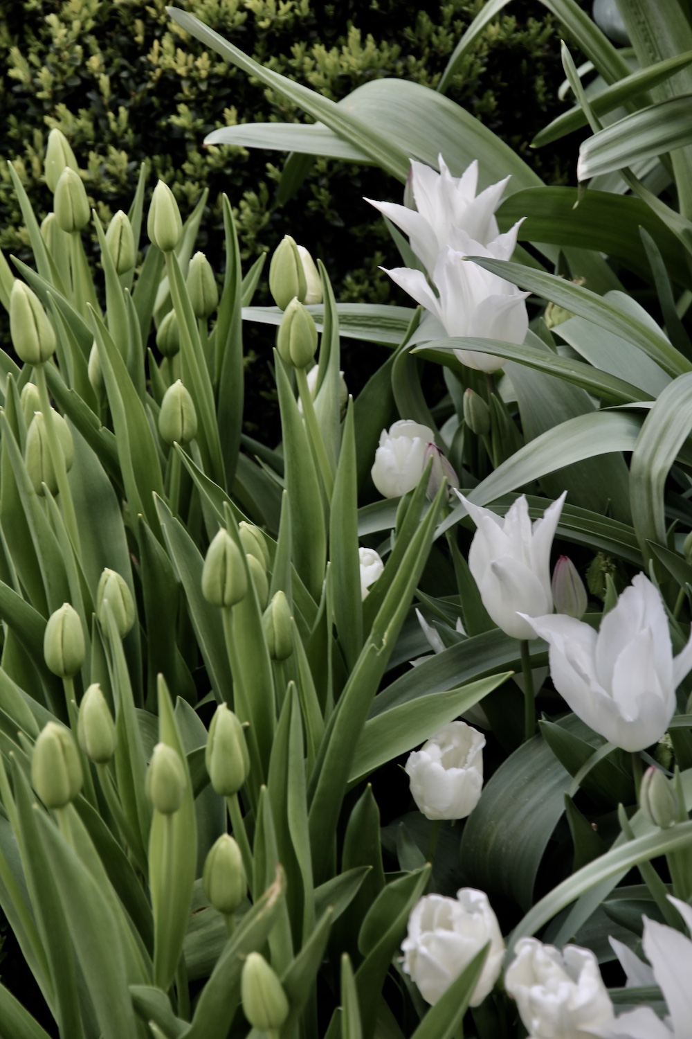 White tulips growing in Spring at Oxfordshire garden