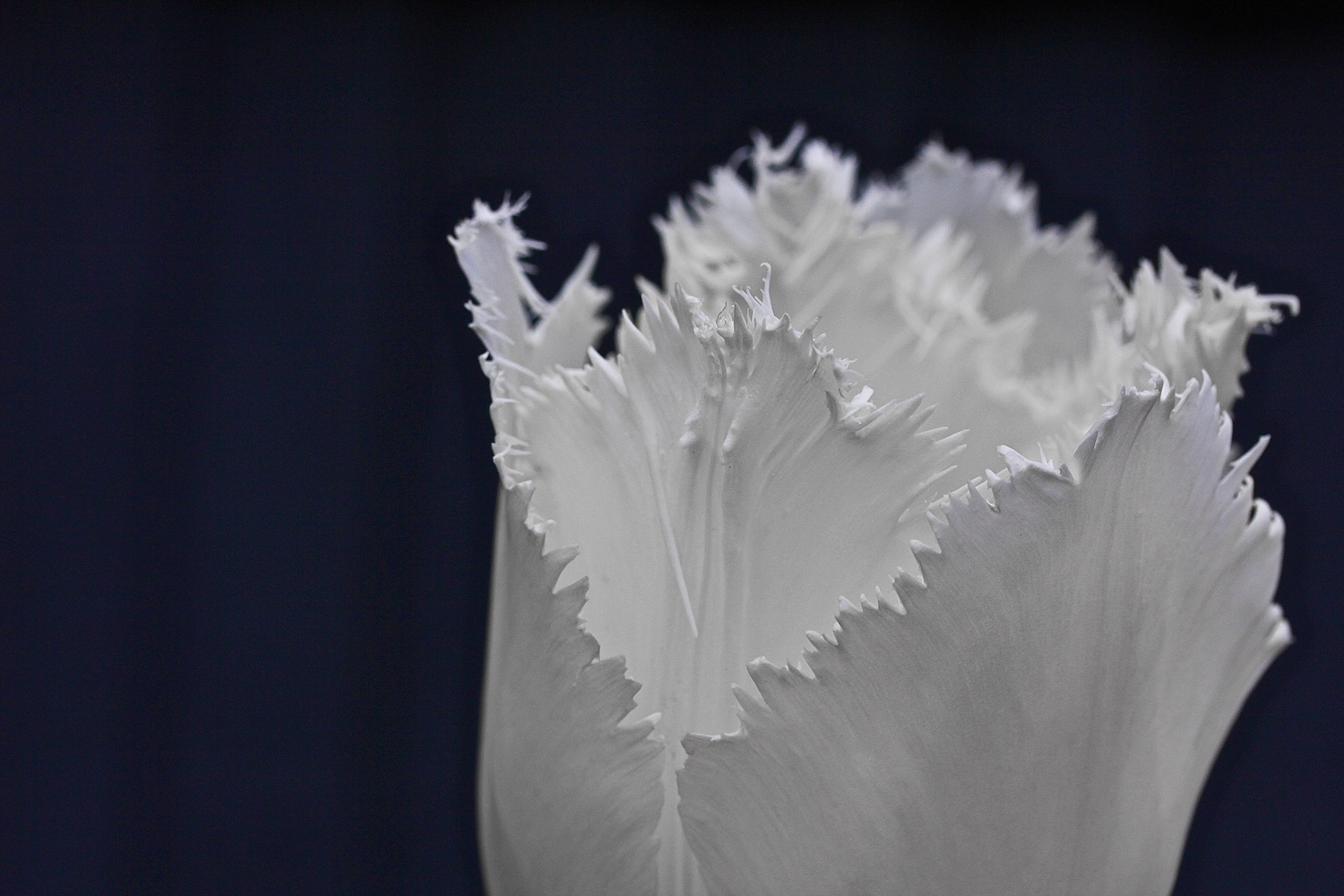 Close up of frilly white tulip in spring garden