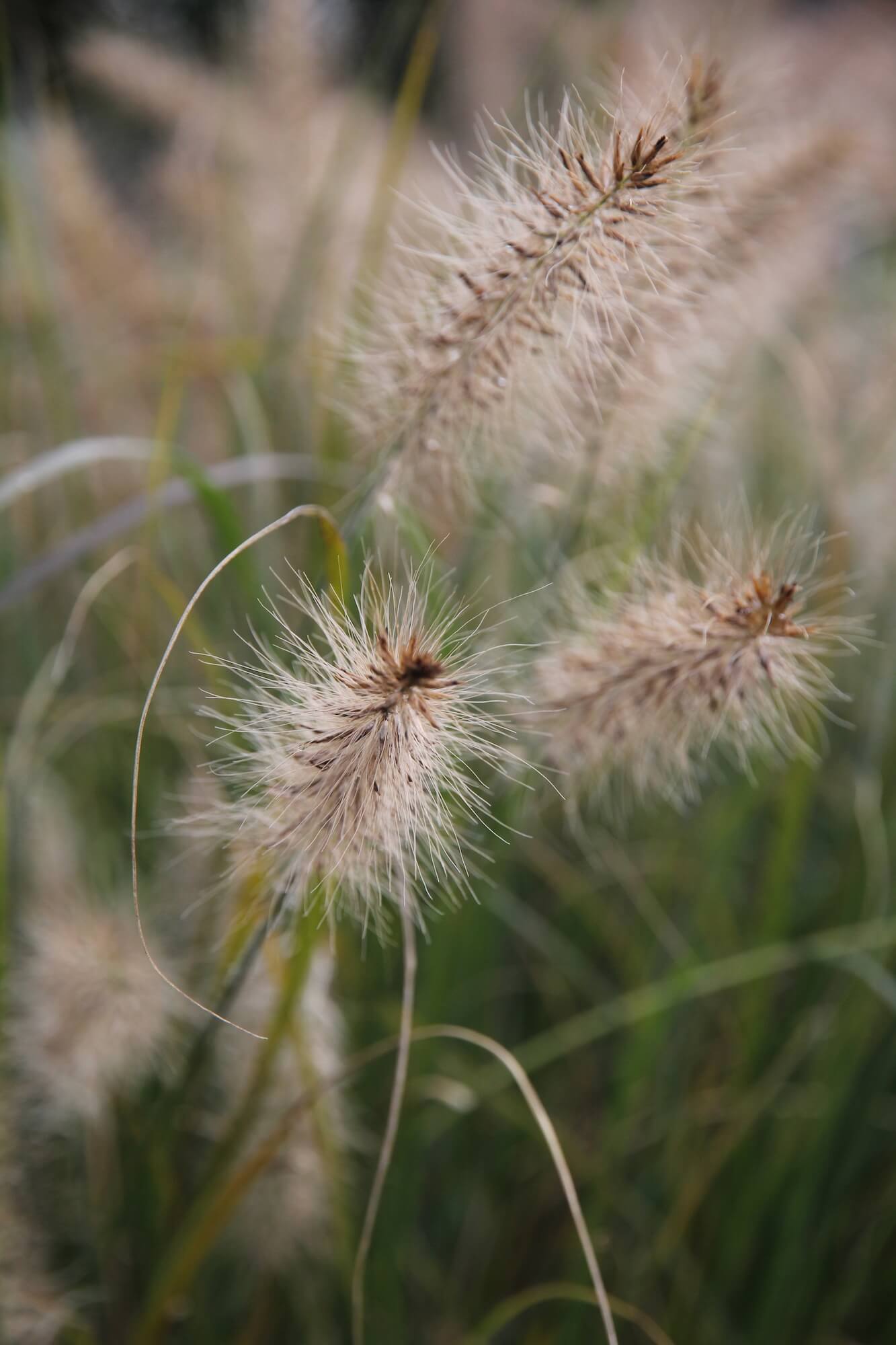 pennisteul hameln grasses close up