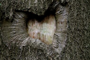 heart shaped bark in a tree trunk