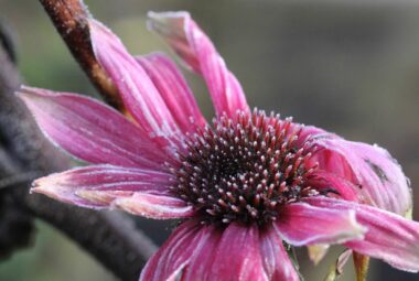 echinacea flower in frost