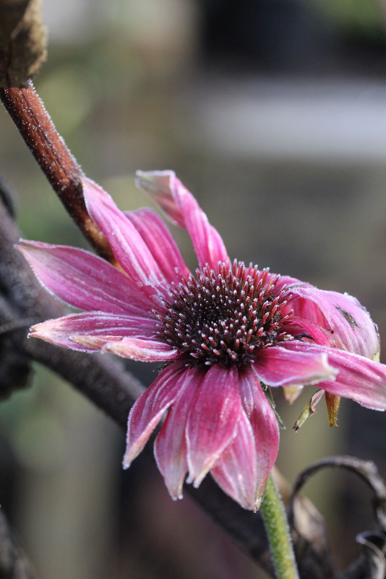 echinacea flower in frost