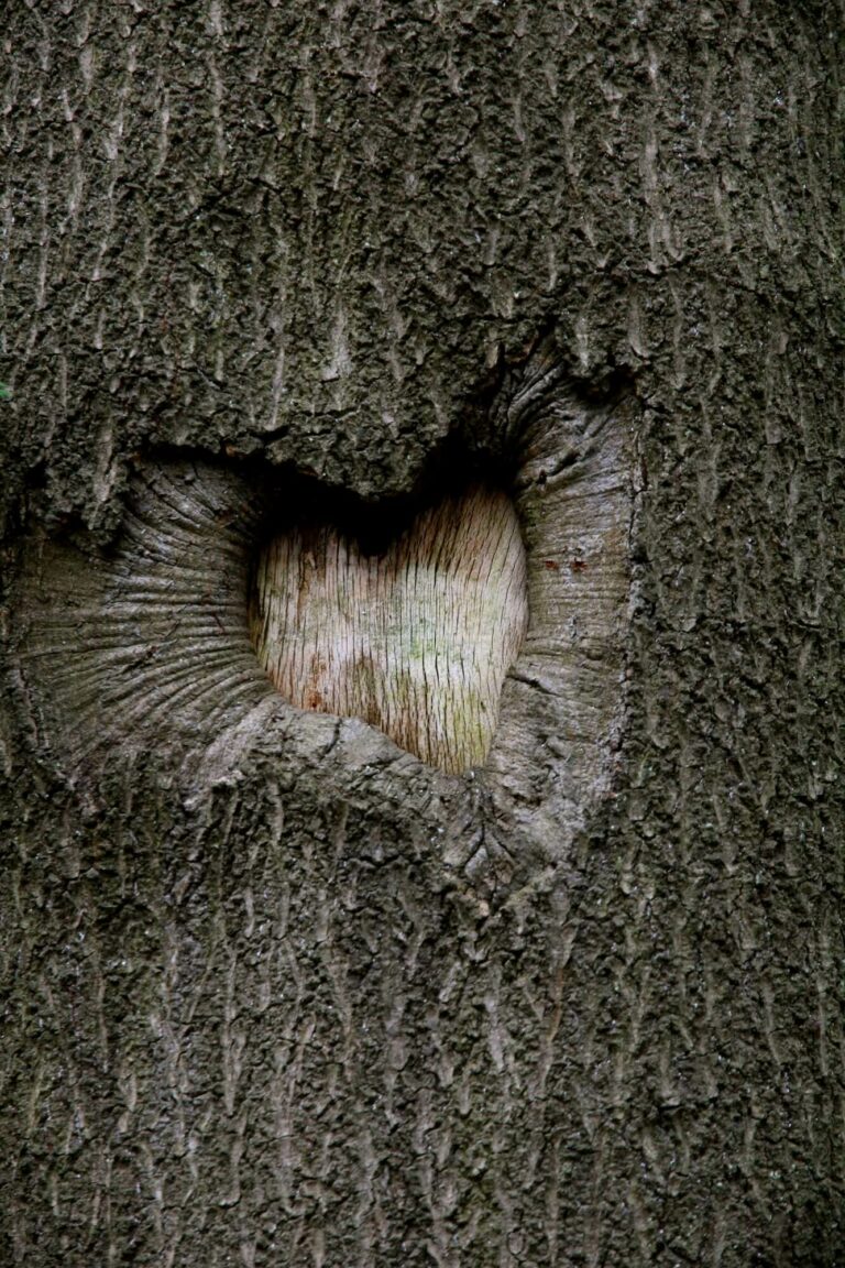 heart shaped bark in a tree trunk