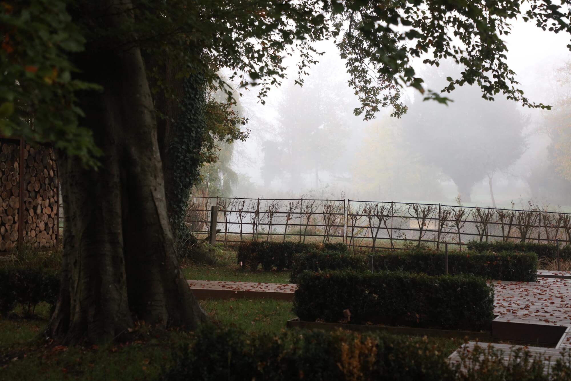 lakeside garden with tree in autumn season