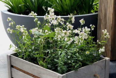 a wooden vintage crate with vanilla scented flowers and strawberries in a coastal garden