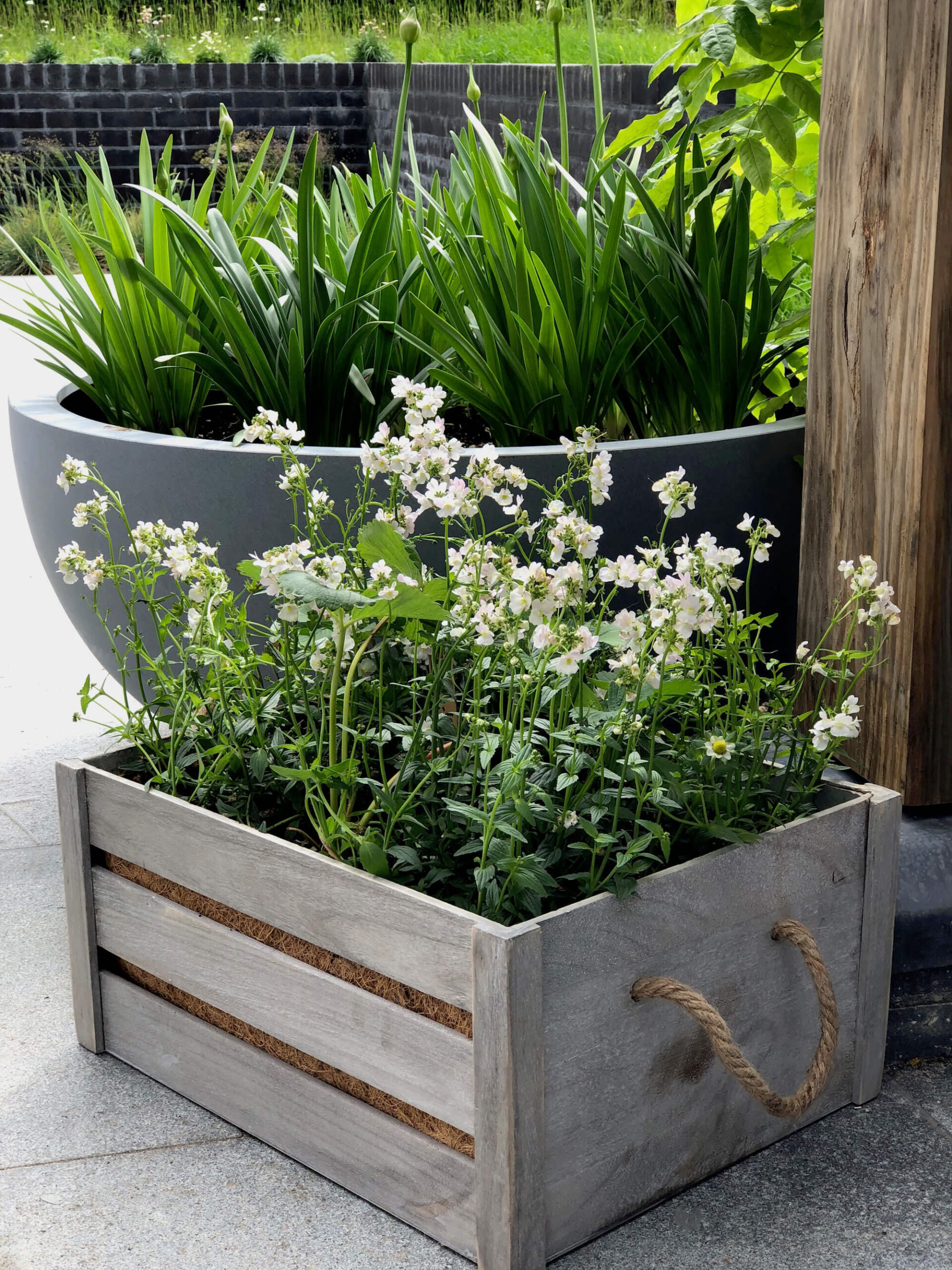 a wooden vintage crate with vanilla scented flowers and strawberries in a coastal garden