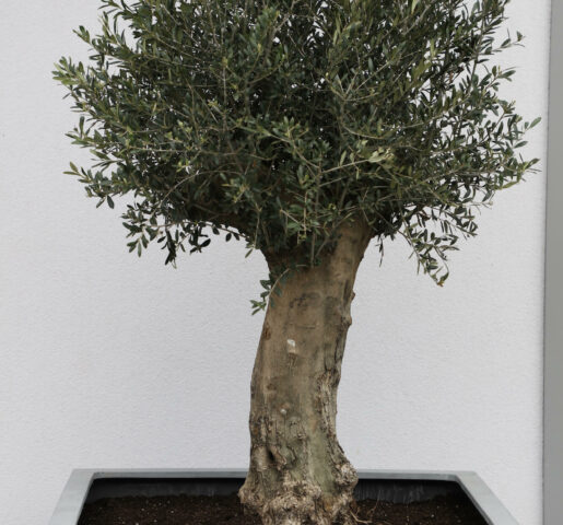 ancient pollarded Olive tree in grey pot