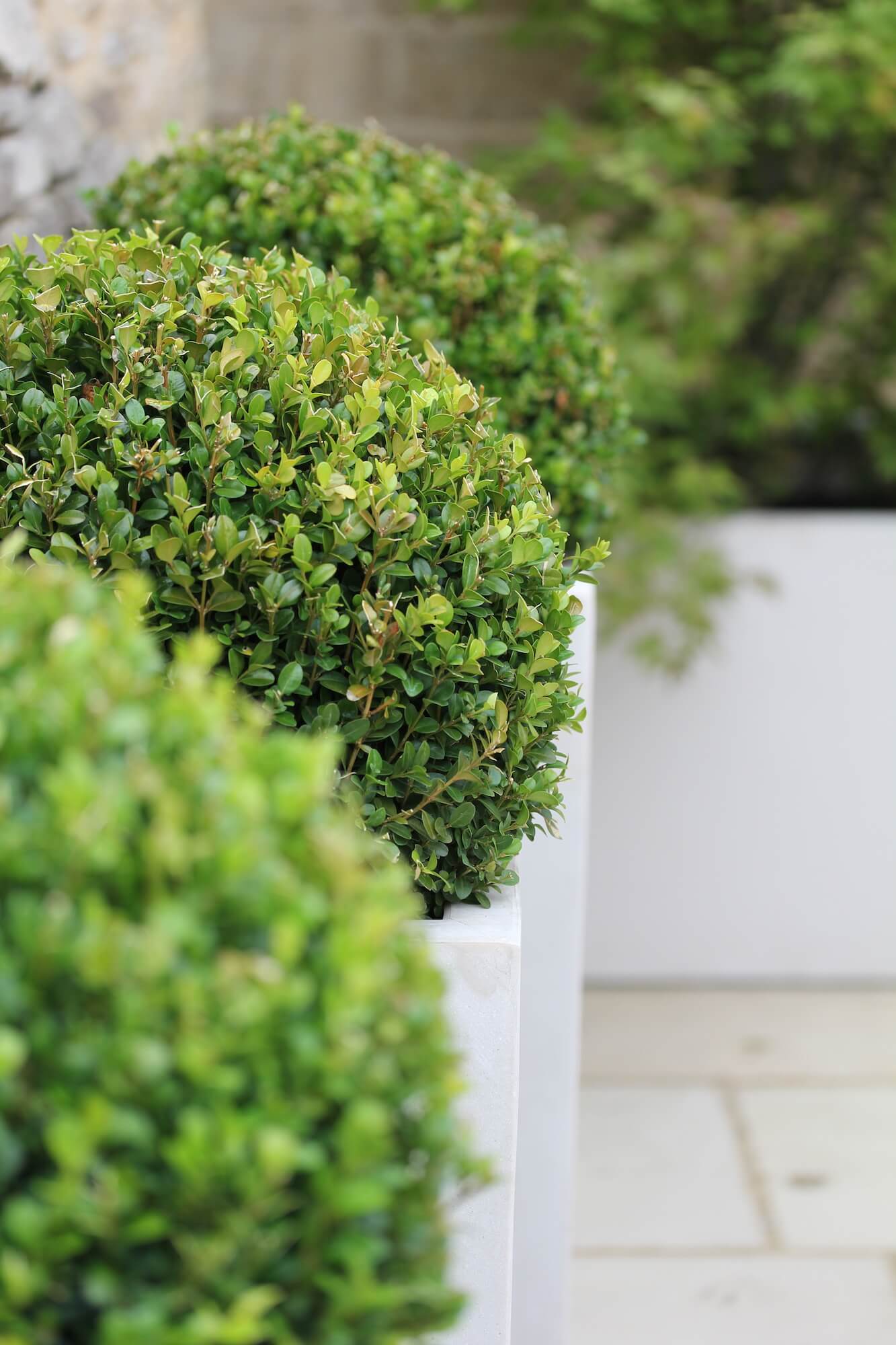 townhouse garden Buxus balls in tall skinny planters