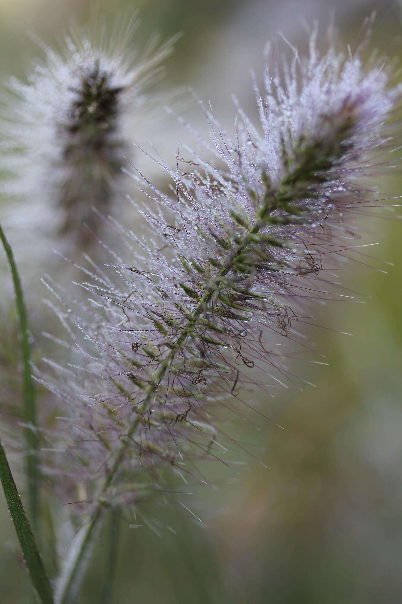 pennisetum hameln grass looks like a squirrel's tail