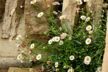 Close up of cotswold stone wall with plants growing out of it