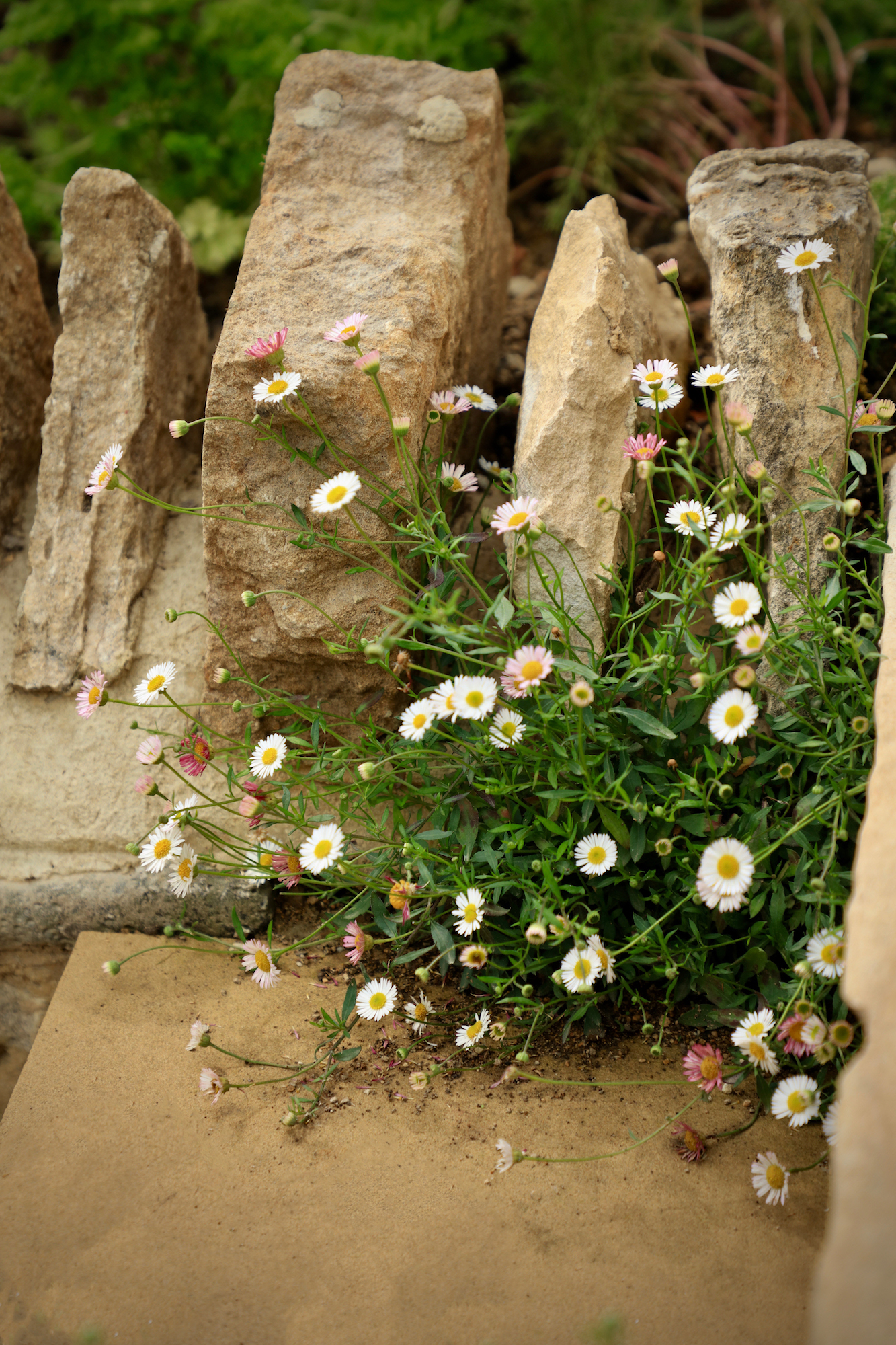 Close up of cotswold stone wall with plants growing out of it