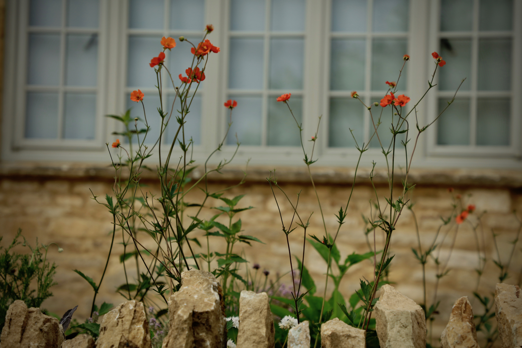 Stone wall with red meadow flowers and windows