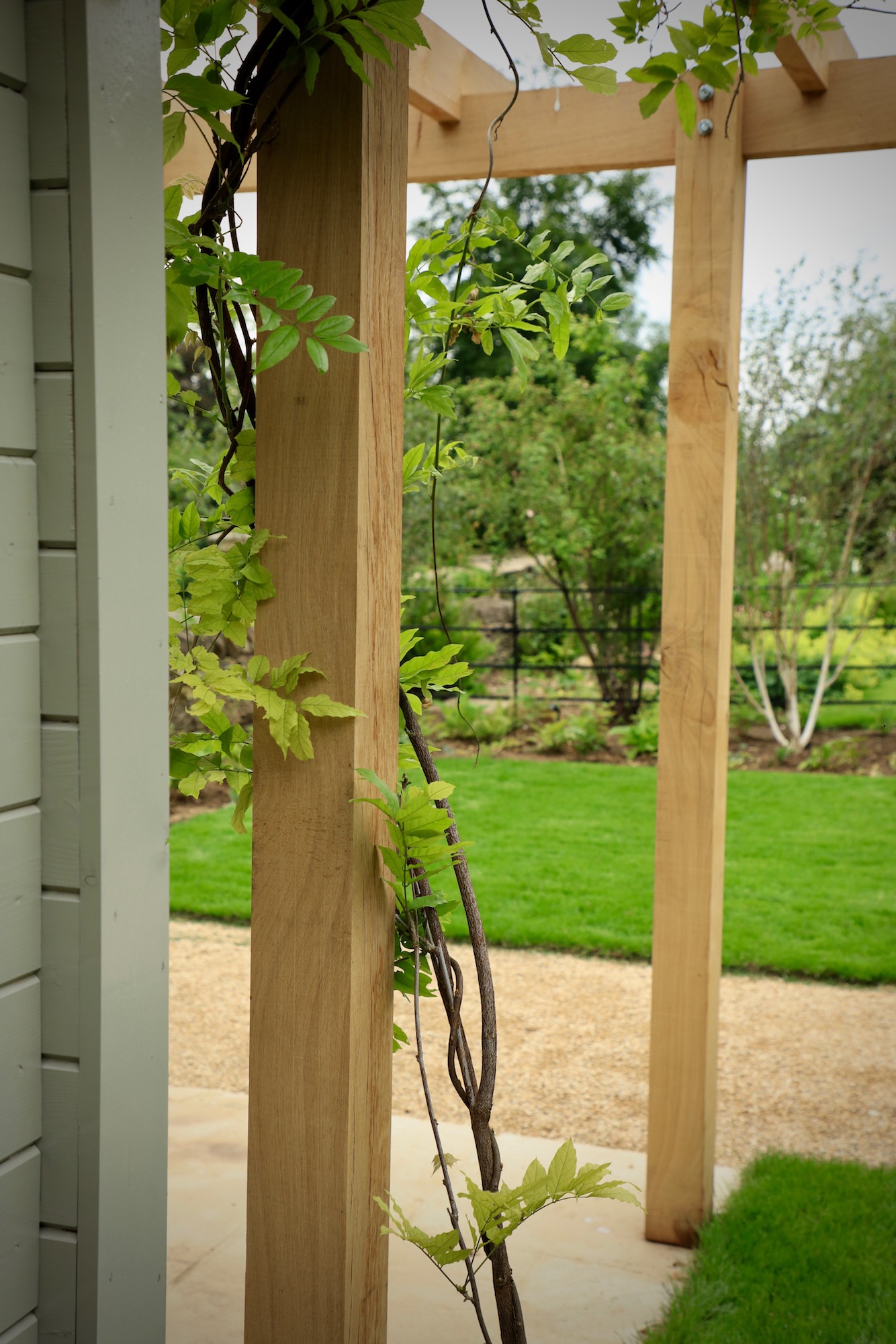 Wisteria trained up the side of a wooden pergola