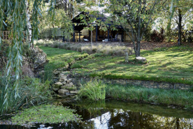 View of wildlife lake with weeping willow