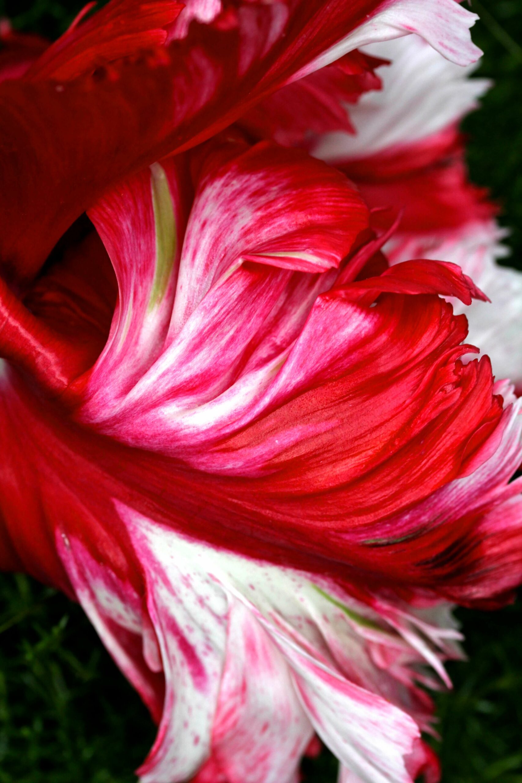 red and white fringed Tulip flower