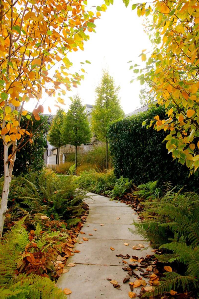 townhouse garden autumn colours, trees and leaves in burford garden in oxfordshire