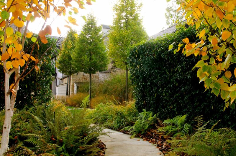 autumn garden design in Oxford with trees and autumn colours