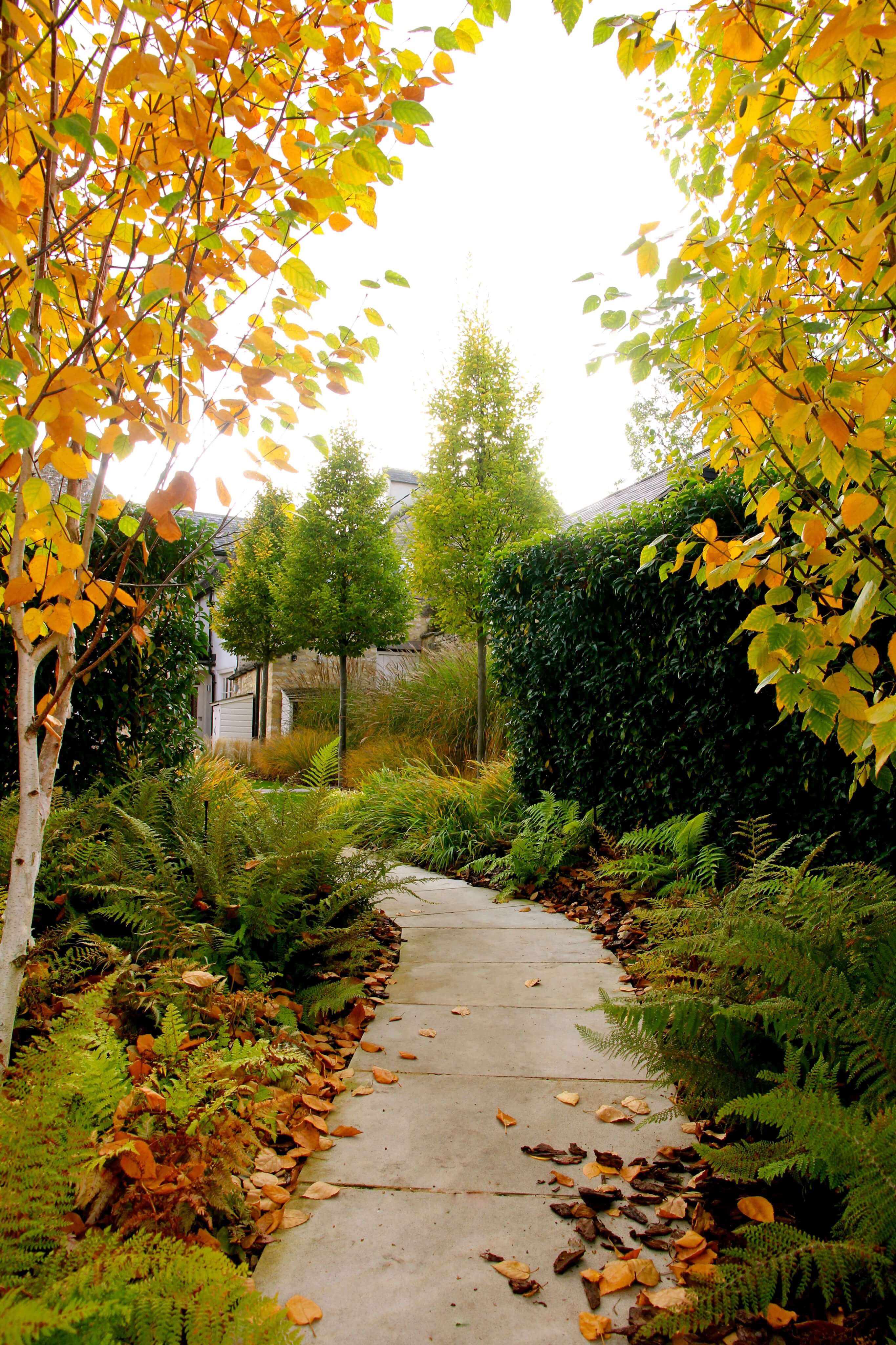 autumn garden design in Oxford with trees and autumn colours