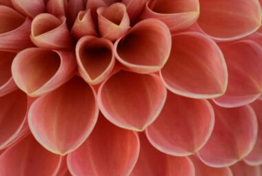 Close up orange dahlia