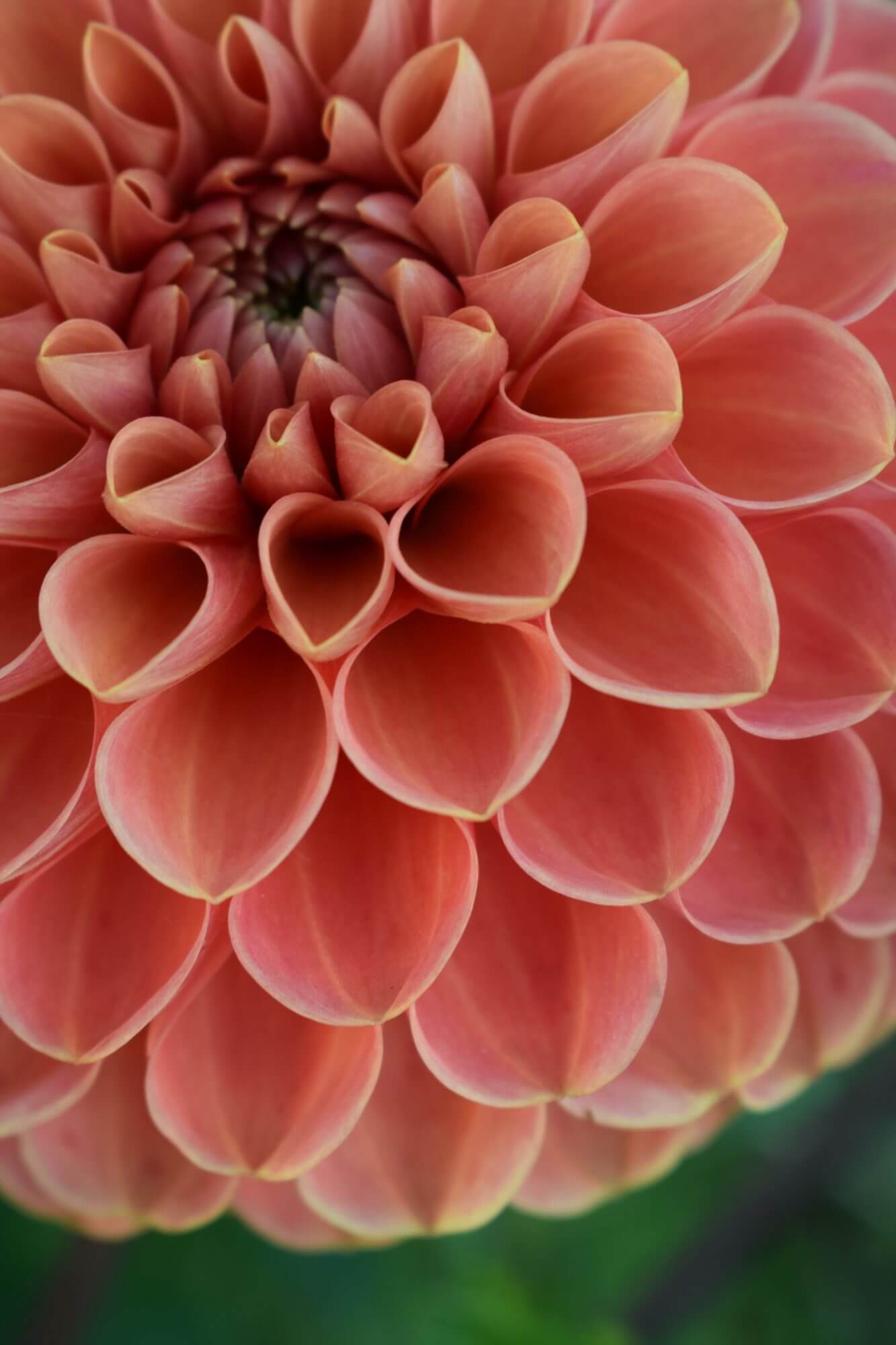 Close up orange dahlia