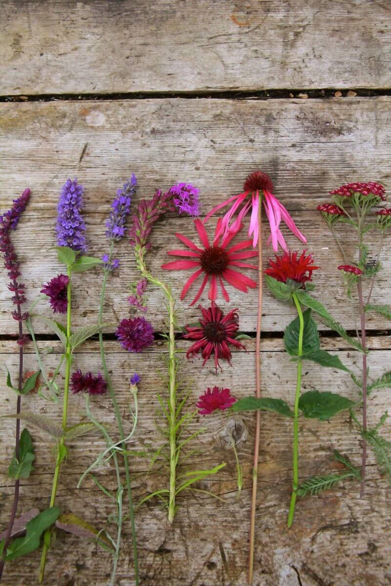 Pink, red and purple cut flowers from wild seasonal gardens