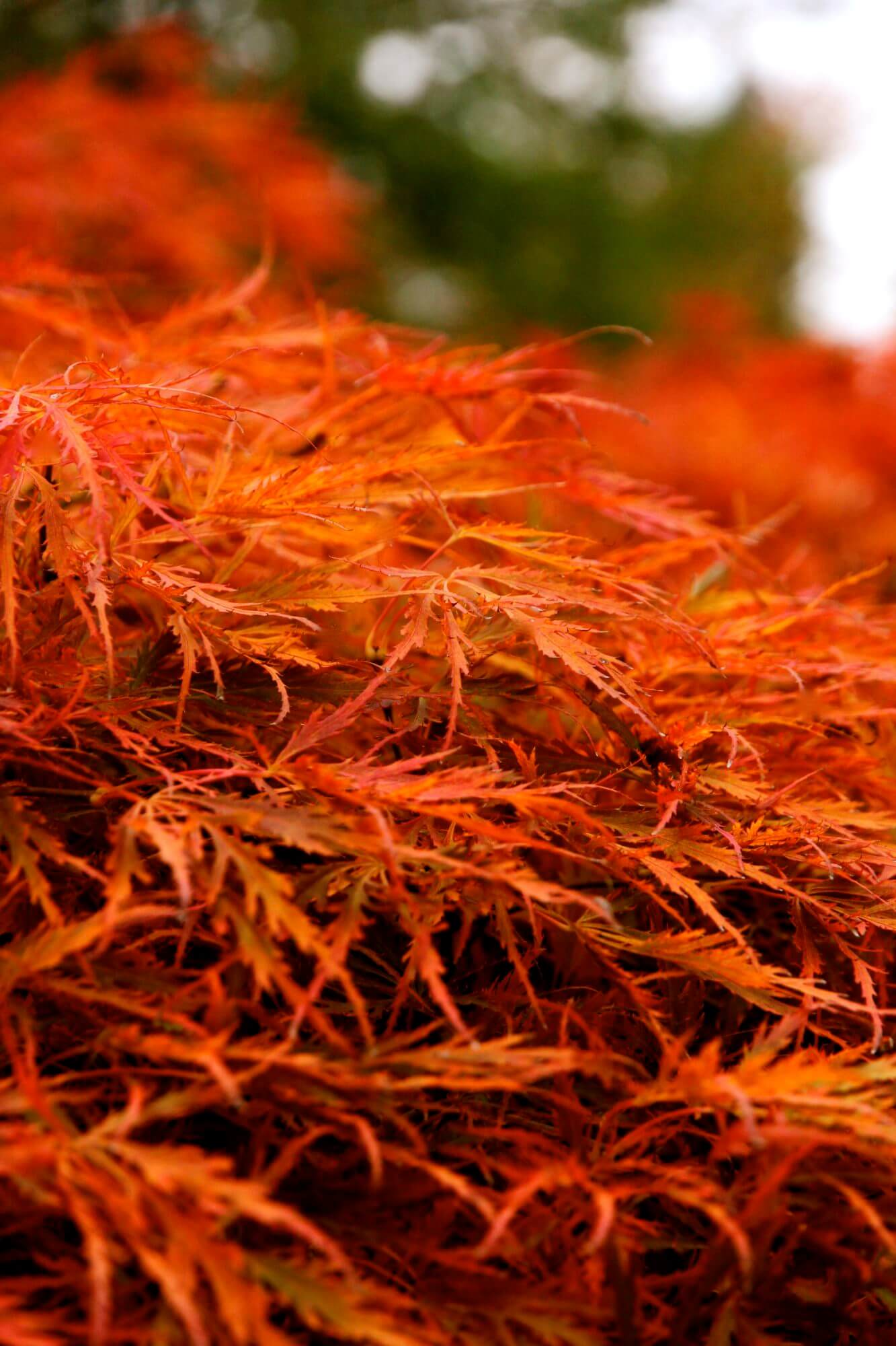 orange autumn leaves