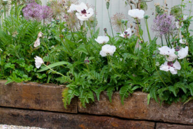 Purple alliums and white Papaver Orientale Poppy flowers with purple centre in outdoor living area