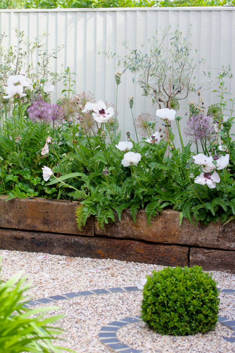 Purple alliums and white Papaver Orientale Poppy flowers with purple centre in outdoor living area