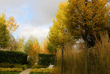 townhouse garden with yellow autumn hornbeam arrow head trees