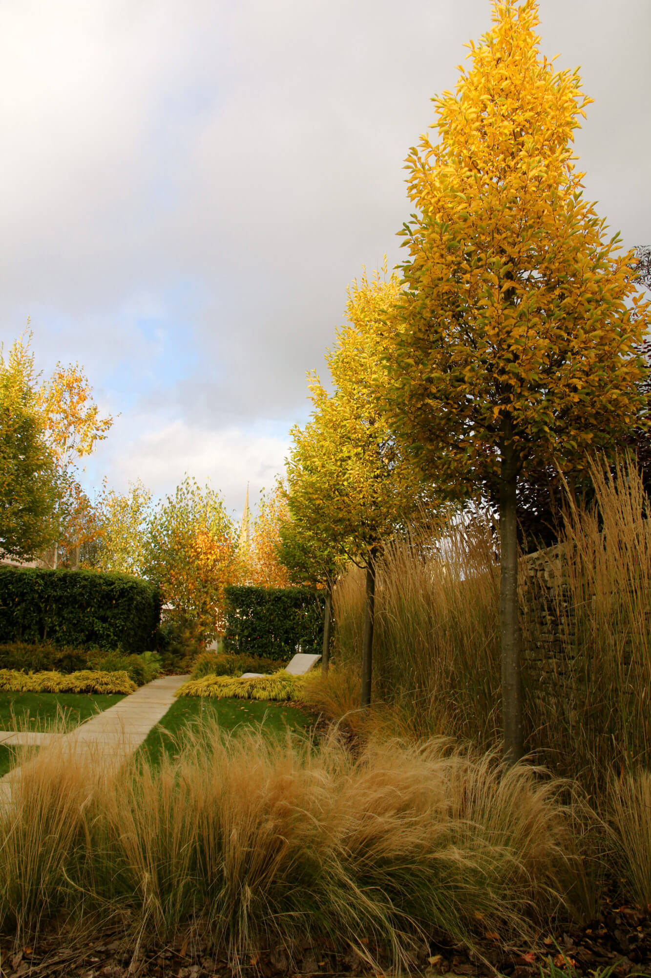 townhouse garden with yellow autumn hornbeam arrow head trees