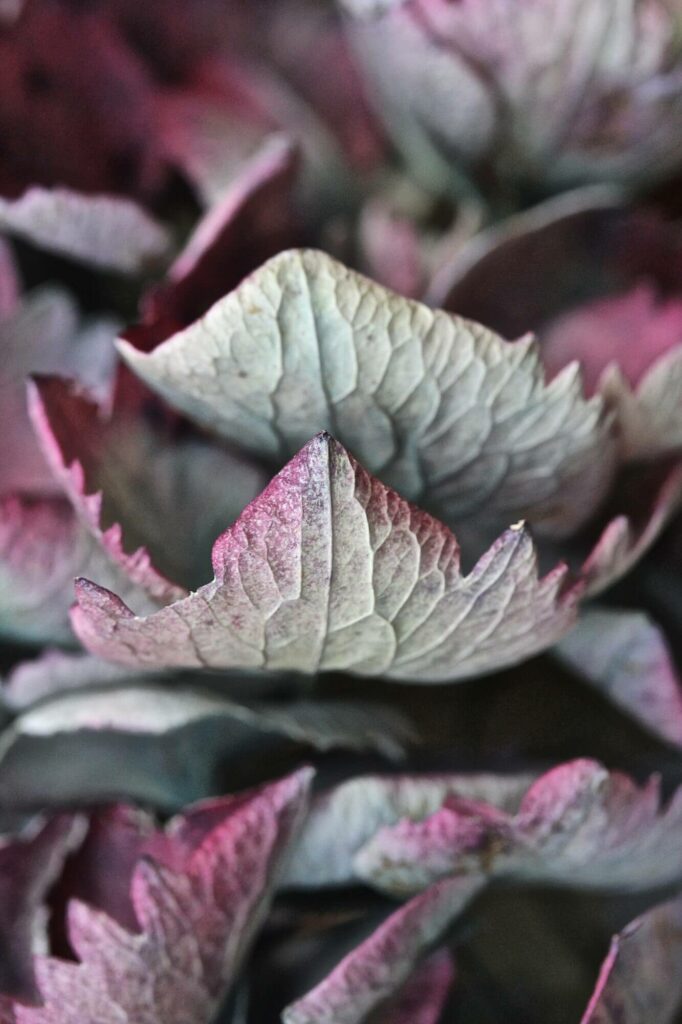 dried hydrangea petals